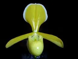 Paphiopedilum helenae fma album (Paphiopedilum)