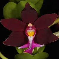 Trichoglottis atropurpurea