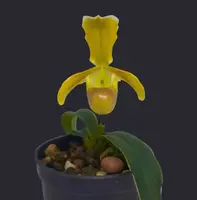 Paphiopedilum helenae