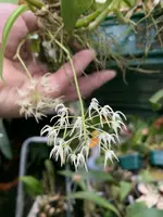 Bulbophyllum laxiflorum ‘Elite’s 1st’