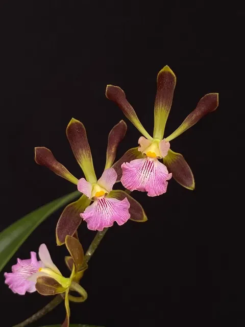 Encyclia Orchid Jungle
