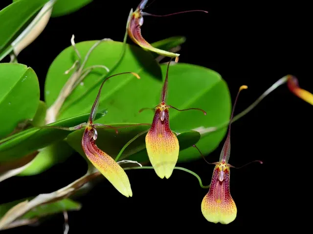 Restrepia trichoglossa (Restrepia)