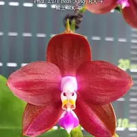 Phal. LD's Bear King 'RK-4’, Mericlone, In Spike, FREE Shipping