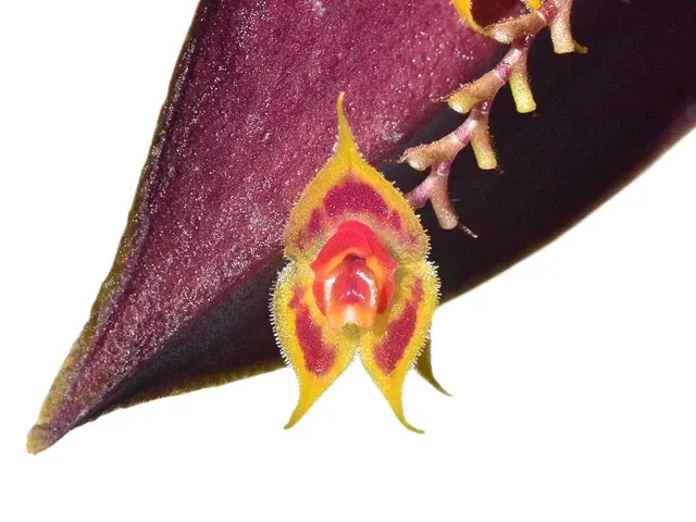 Lepanthes zamorensis (Lepanthes)