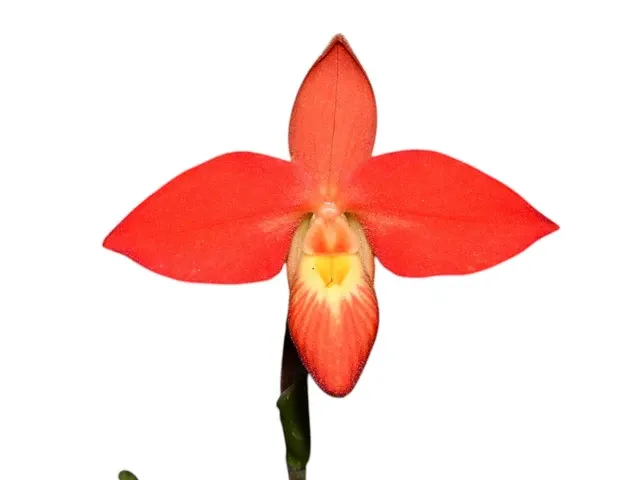 Phragmipedium besseae x 'Bolo Bolo' (Phragmipedium)