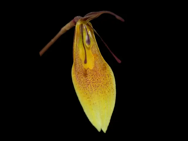 Restrepia contorta light (Restrepia)