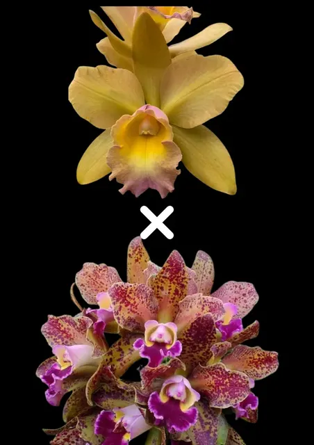 Rhyncholaeliocattleya Waikiki Gold 'Lea' x Waianae Leopard (Rhyncholaeliocattleya)