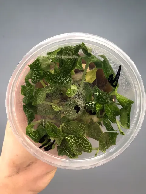 Goodyera micholitziana 'Flask' (Goodyera)