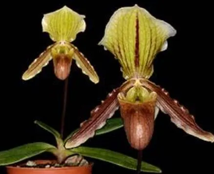 Paphiopedilum Reinier