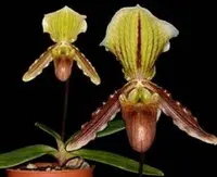 Paphiopedilum Reinier (helenae x fairrieanum)
