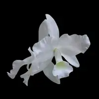 Cattleya skinneri var. alba — BS