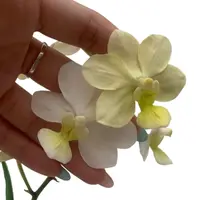Tapropapilanda Candlelight