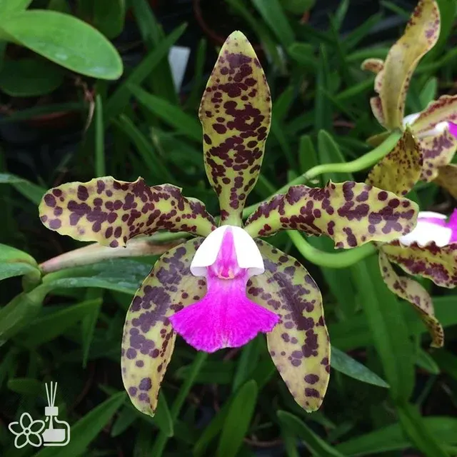 Cattleya Landate