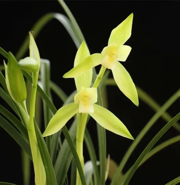 Cymbidium goeringii 'Ci En'
