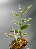 Dendrobium aphyllum variegata — No