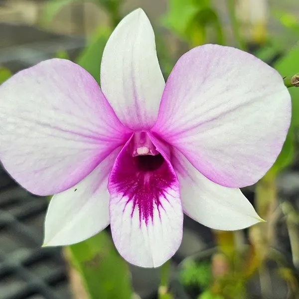Dendrobium Apichart Rainbow (Dendrobium)