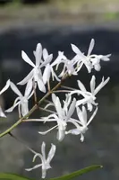 Neostylis Lou Sneary White (Vandachostylis)