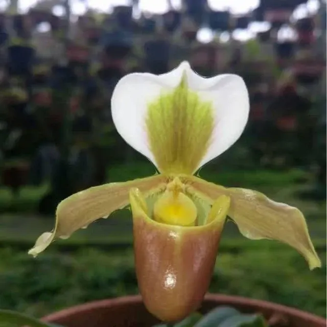 Paphiopedilum barbigerum (Paphiopedilum)