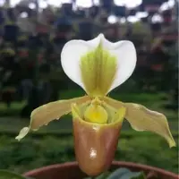 Paphiopedilum Barbigerum