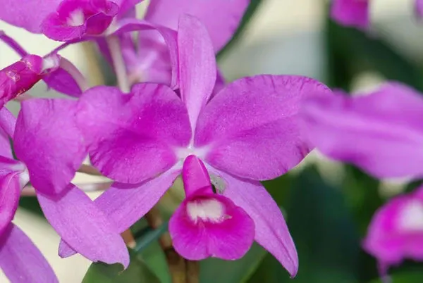 Cattleya skinneri 'Casa Luna'