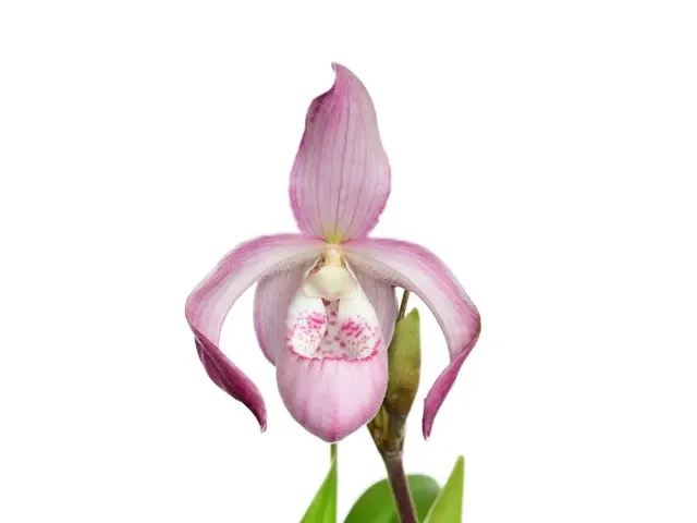 Phragmipedium Carol Kanzer (Phragmipedium)