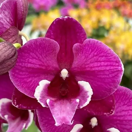 Phalaenopsis Tying Shin Black Bear (Phalaenopsis)