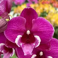 Phalaenopsis Tying Shin Black Bear 2.5"