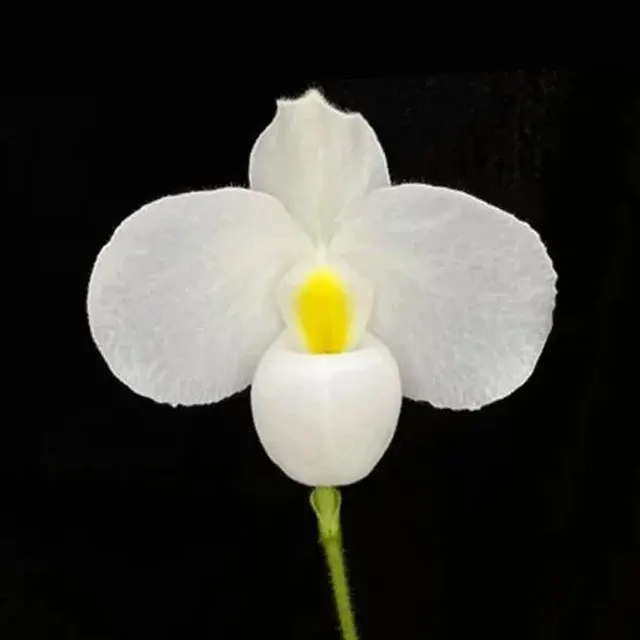 Paphiopedilum delenatii var. album (Paphiopedilum)