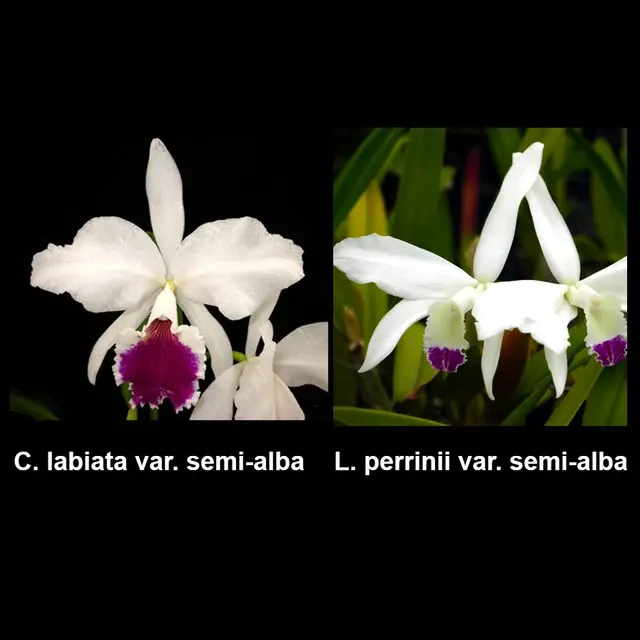 Laeliocattleya Statteriana (Laeliocattleya)