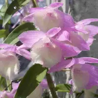 Dendrobium aphyllum 'Krairit' Sp.-6ft. Long
