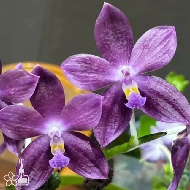 Phalaenopsis Mituo Speciosa