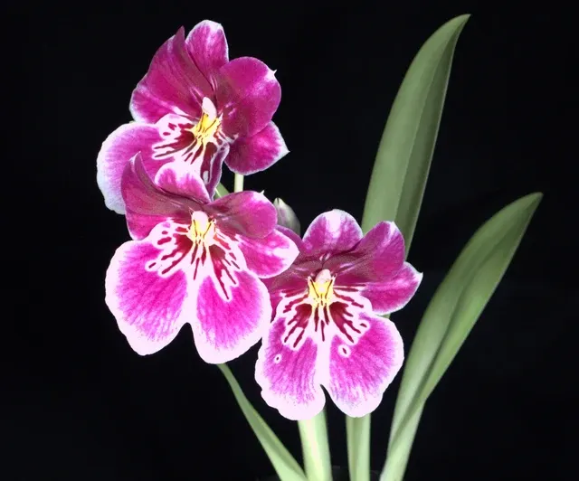 Miltoniopsis Princess Diana ‘Red Baron’ (Miltoniopsis)