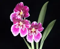 Miltoniopsis Princess Diana ‘Red Baron’