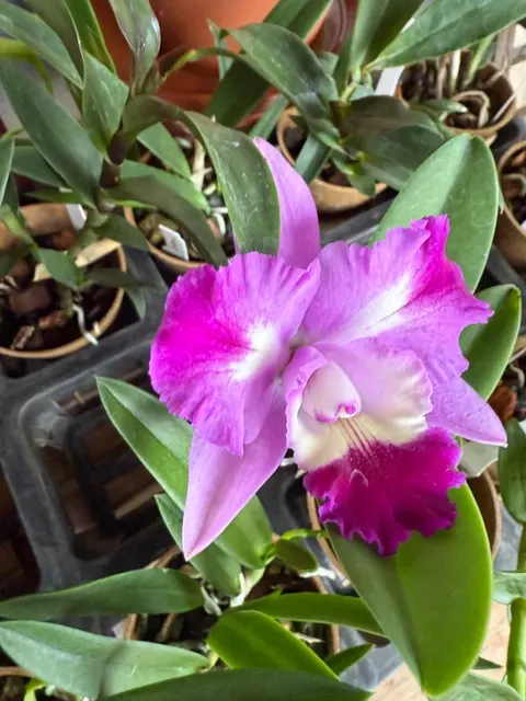 Cattleya Mari Taka' 'S Love' (Cattleya)