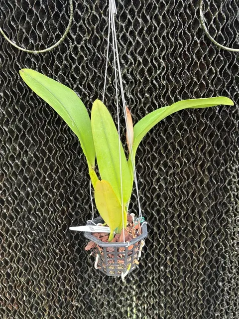 Rhyncholaeliocattleya Siam City 'Red Bull' (Rhyncholaeliocattleya)