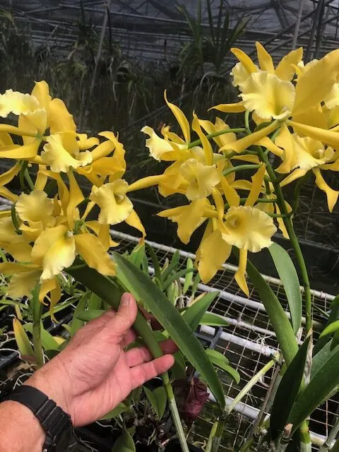 Brassolaeliocattleya Everything Nice 'Showtime' (Brassolaeliocattleya)