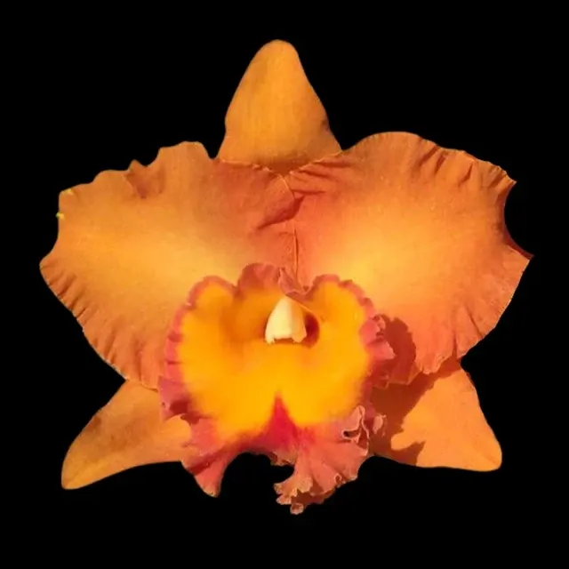 Cattleya Alliance: Rlc. Suvarnabhumi Delight 'Salmon Queen' (Cattleya)