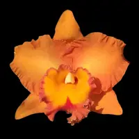 Cattleya Alliance: Rlc. Suvarnabhumi Delight 'Salmon Queen'