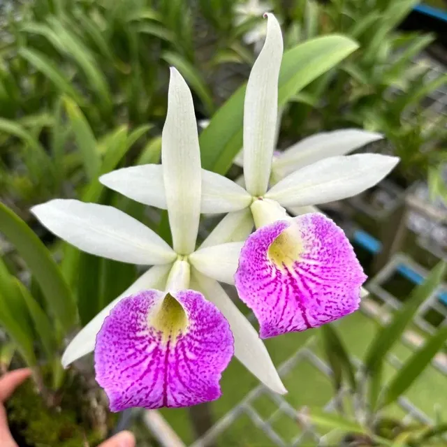 Cattleya Yuan Nan Star War (Cattleya)