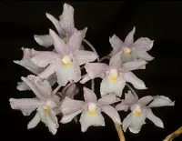 Dendrobium mutabile