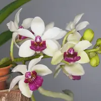 [Bare-root] #VA# Holcostylis MS Sunlight 'Little Princess' (MC) [2.4" BS][Oct in stock 26]