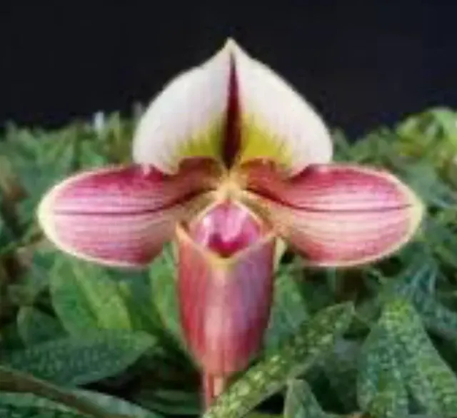 Paphiopedilum MAEJO (Paphiopedilum)