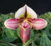 Paphiopedilum MAEJO (rungsuryanum x spicerianum)
