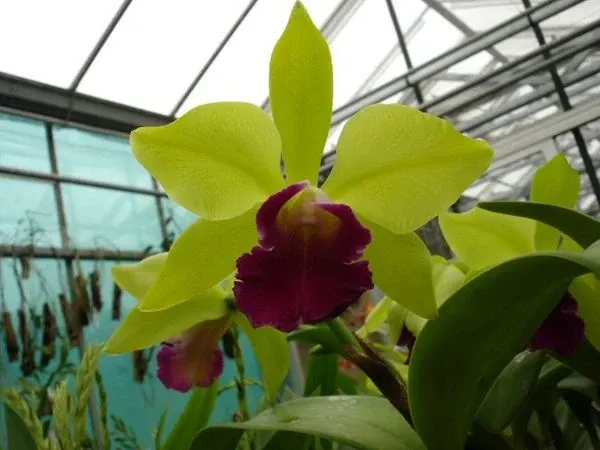 Laeliocattleya STAR GARDEN 'Green'