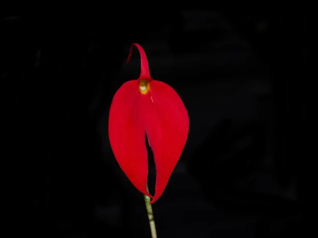 Masdevallia coccinea dark