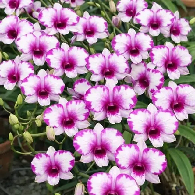 Dendrobium Prakai Kanya