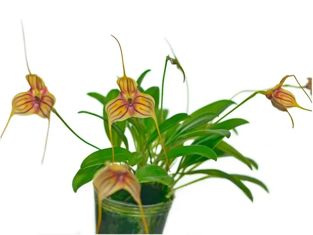 Masdevallia Pichincha