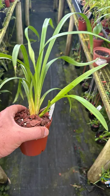 Cymbidium Hanburyanum (Cymbidium)