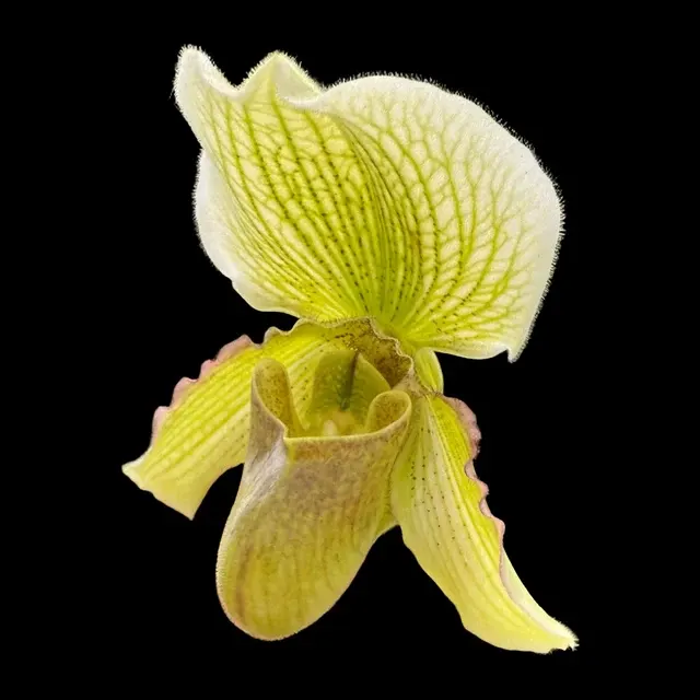 Paphiopedilum QF Makaweo