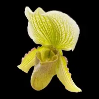 Paphiopedilum QF Makaweo — Hybridized in the USA